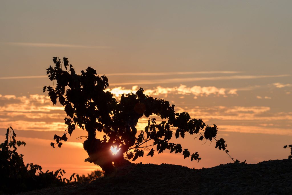 La Horra Winery -Bodegas Roda. available in Ireland @ Solera Wine Merchants